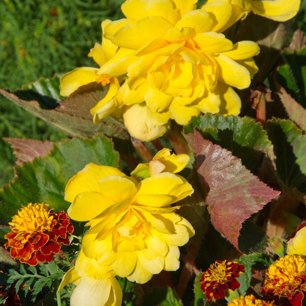 Riippubegonia Jaune