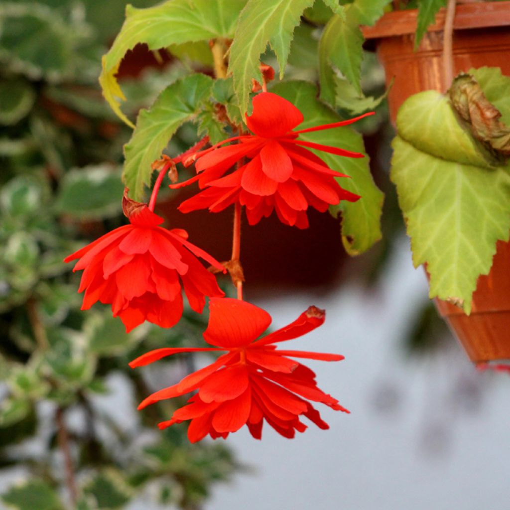 Riippubegonia Orange