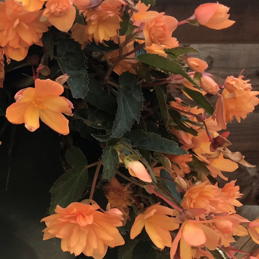 Riippubegonia Belleconia Mango