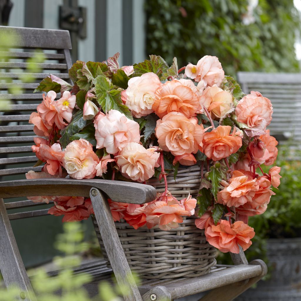Riippubegonia Splendide Apricot