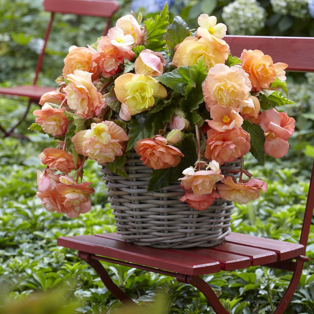 Riippubegonia Splendide Ballerina