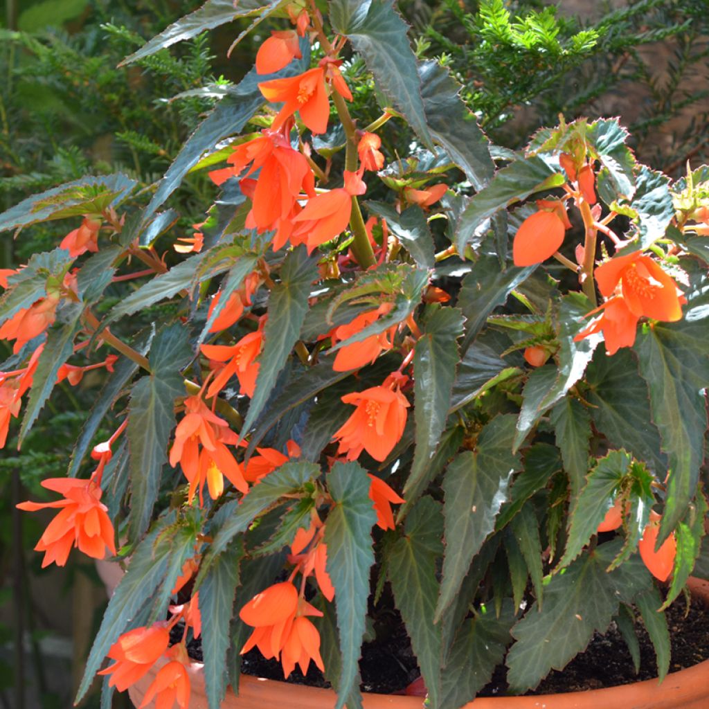 Riippubegonia Summerwings Orange