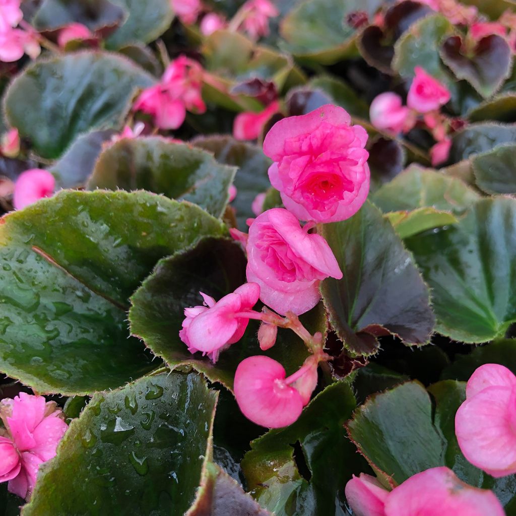 Kesäbegonia Doublet Rose