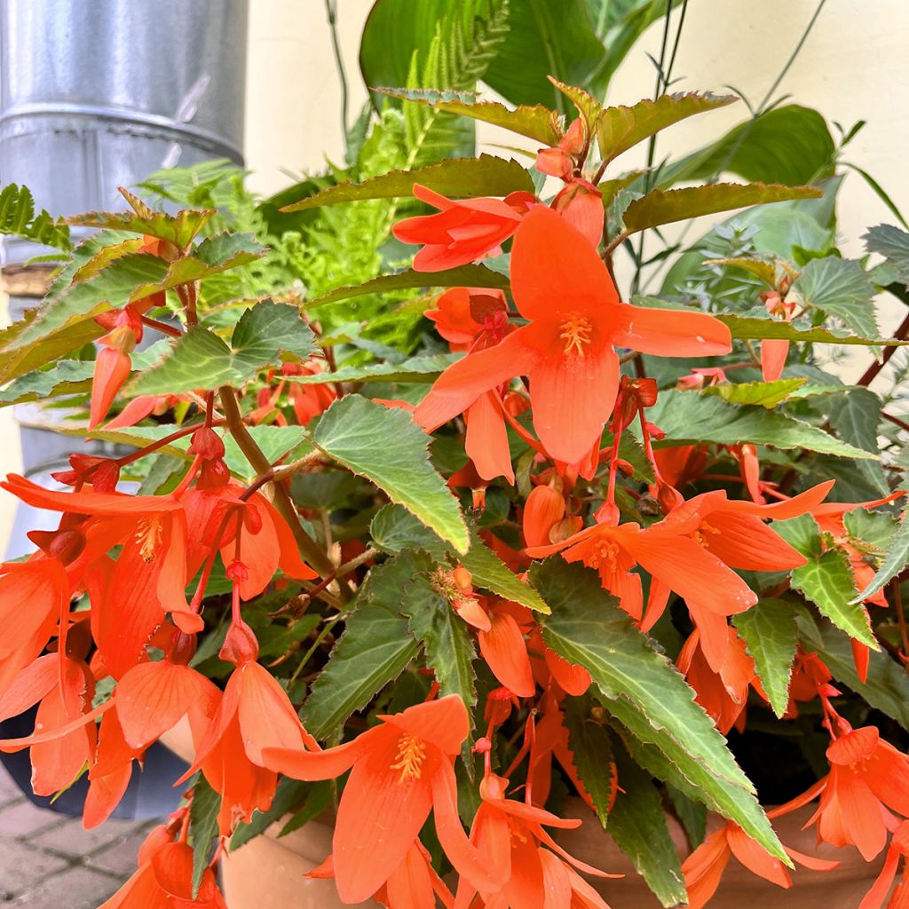 Riippubegonia Skaugum