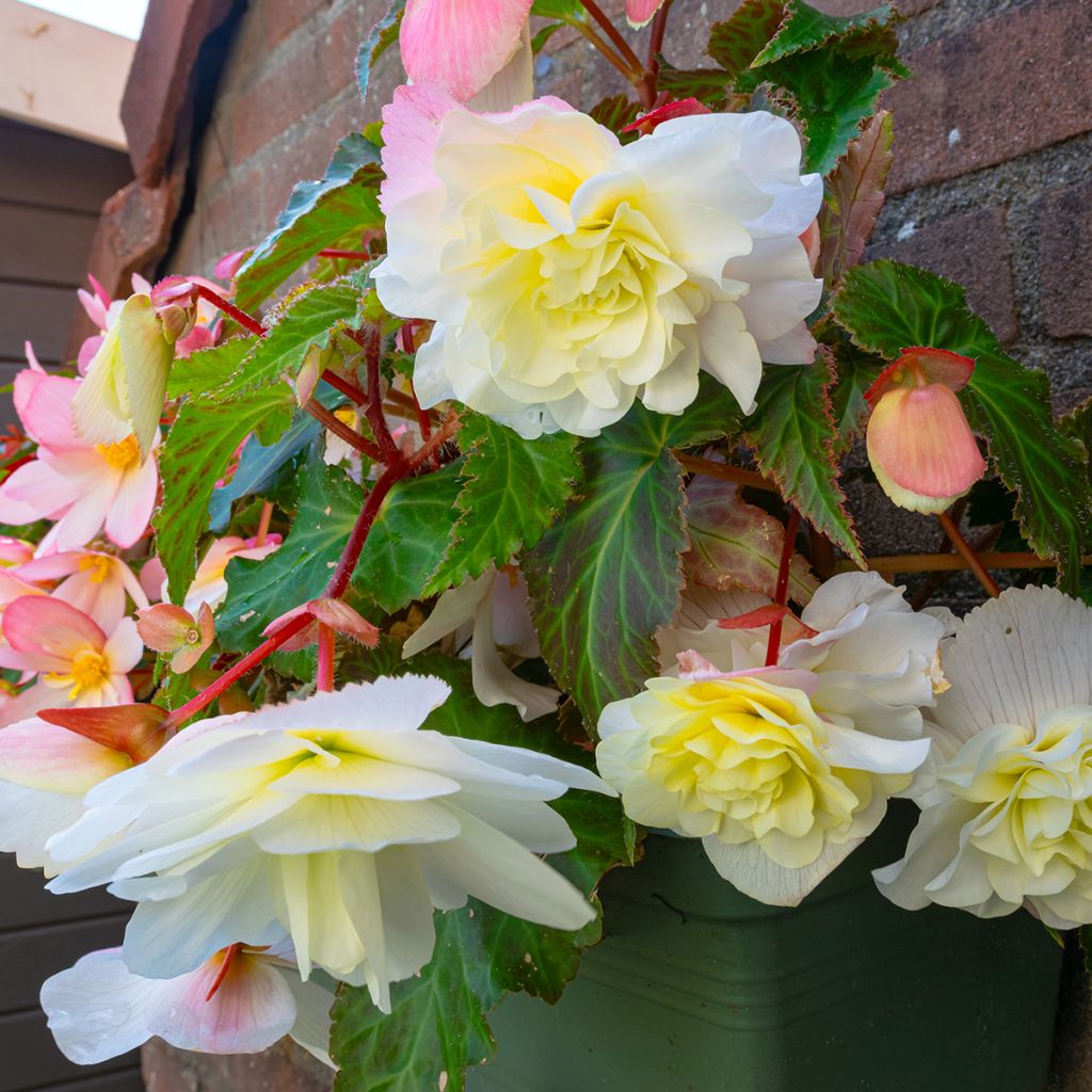 Riippubegonia Angelique