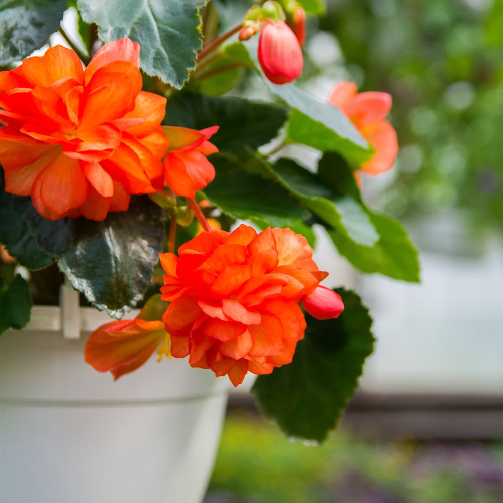 Riippubegonia Orange Cascade