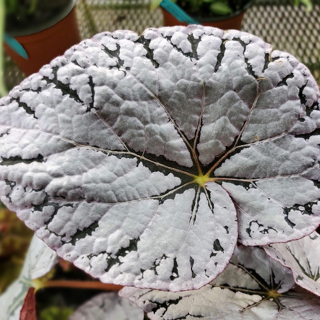 Kuningasbegonia Chayo