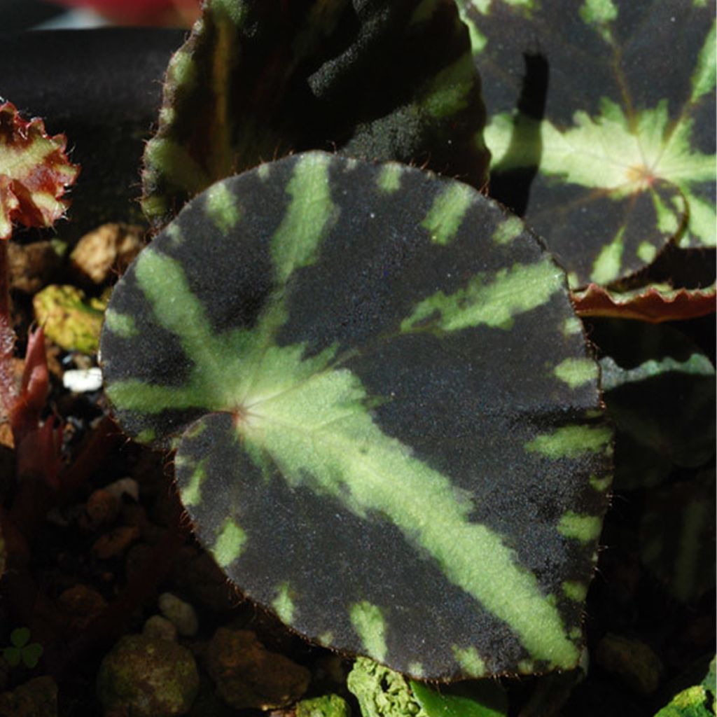 Begonia cleopatrea