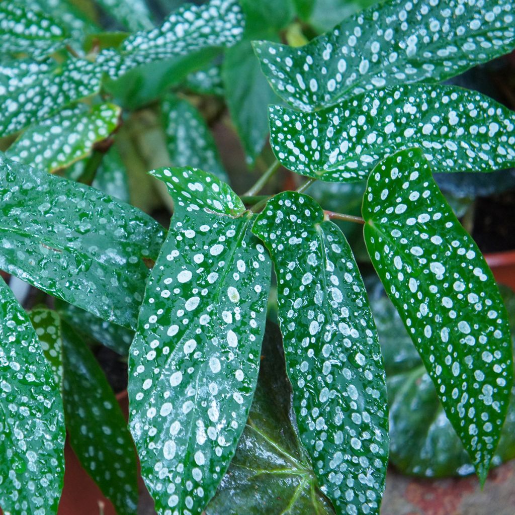 Begonia Wings Albopicta