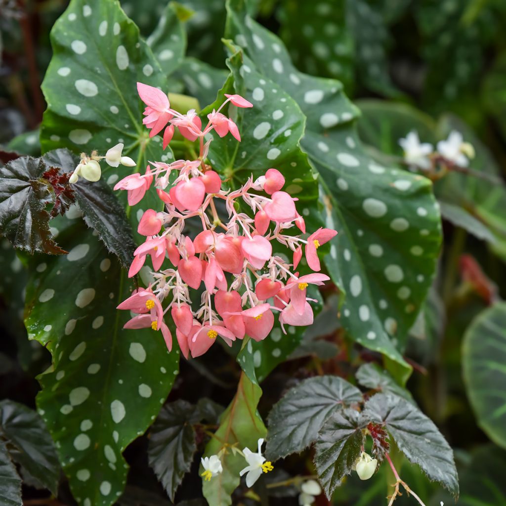Begonia Wings maculata Silverspot