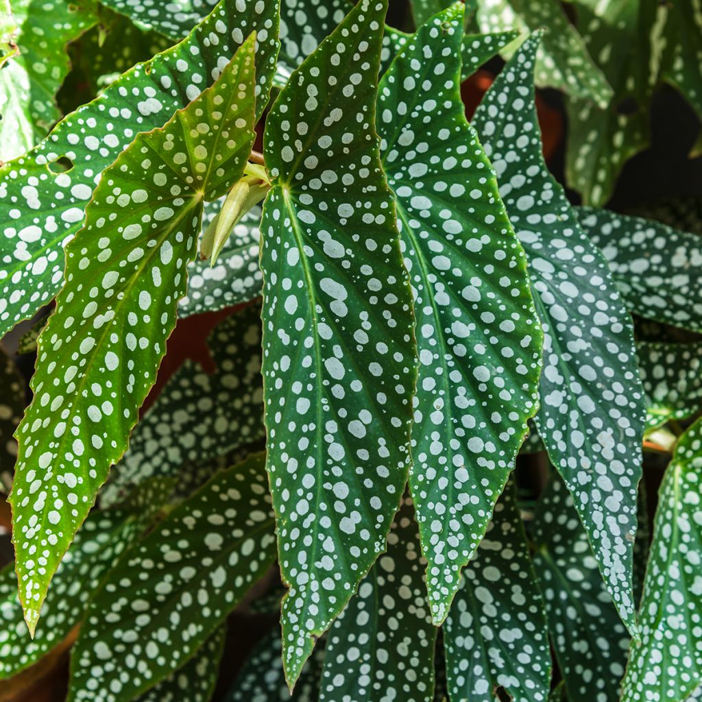 Begonia Wings maculata Silverspot