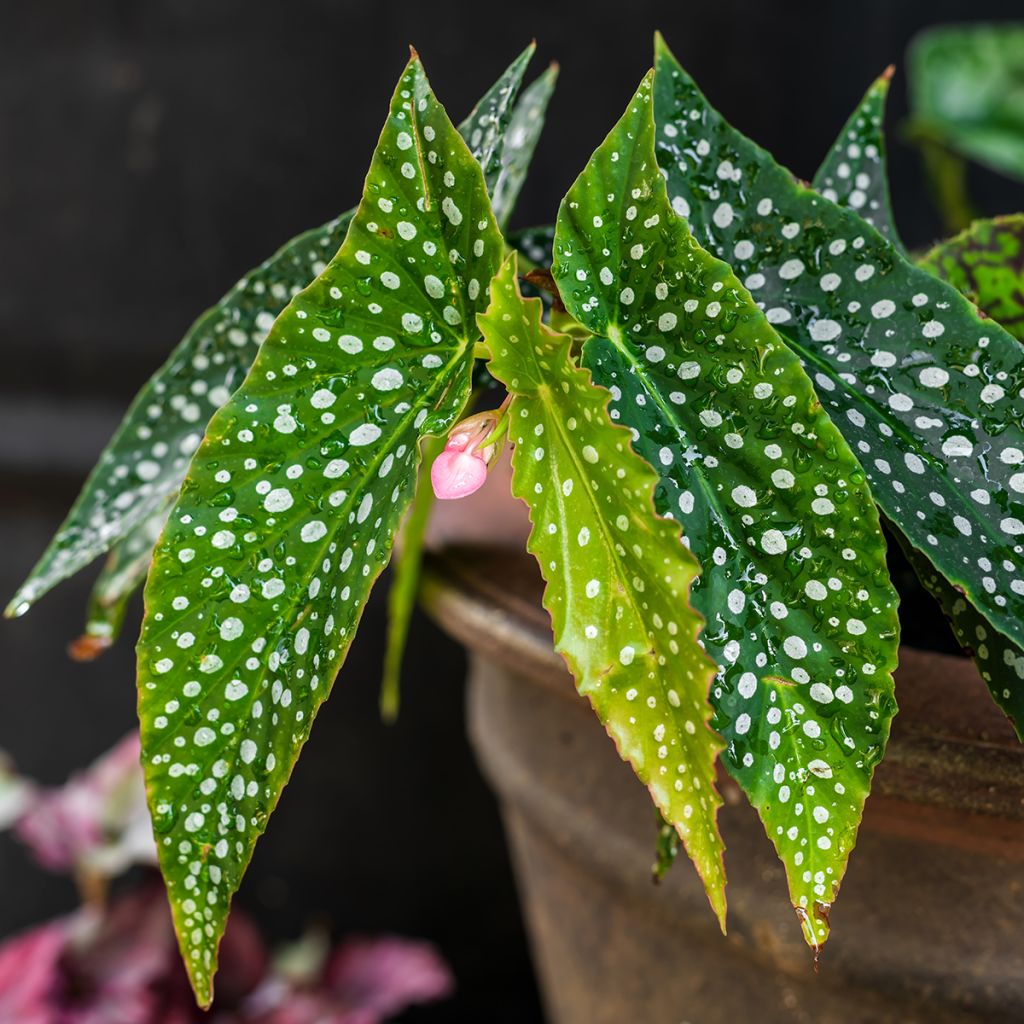 Begonia Wings maculata Silverspot