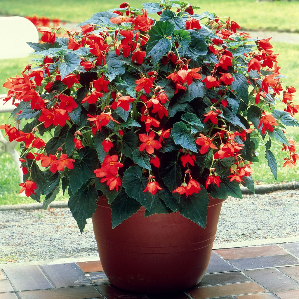 Riippubegonia Skaugum