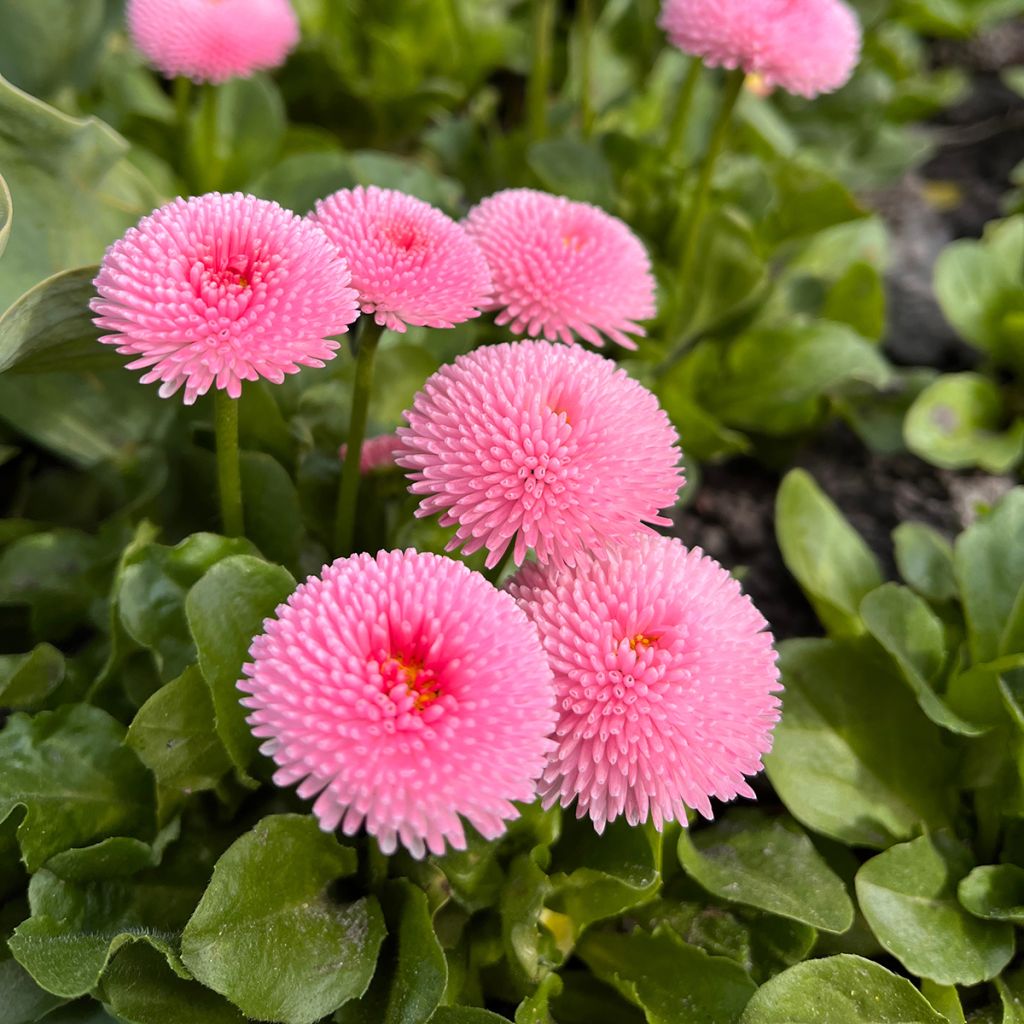 Kaunokainen Bellastar Compact Rose