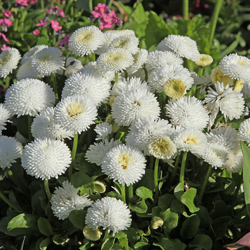 Kaunokainen Bellastar Compact White