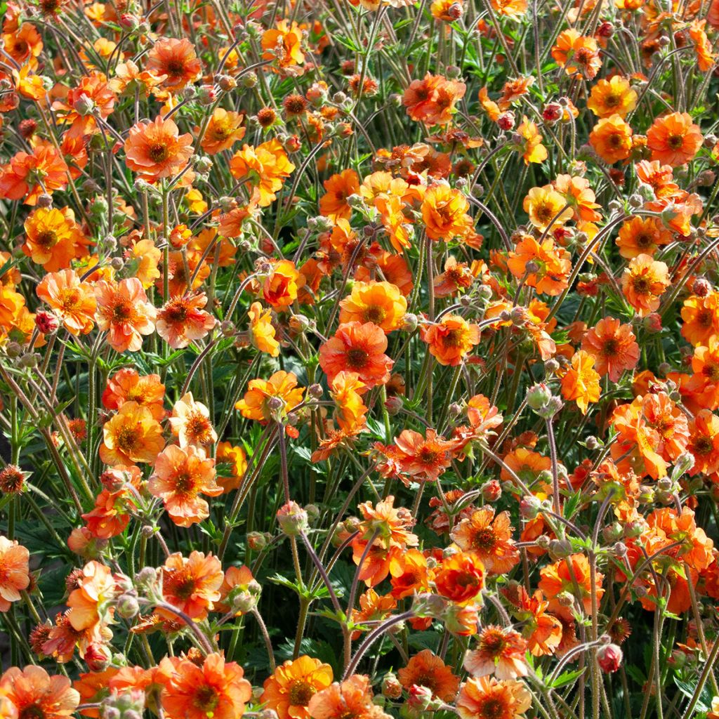 Tulikellukka Fire Storm