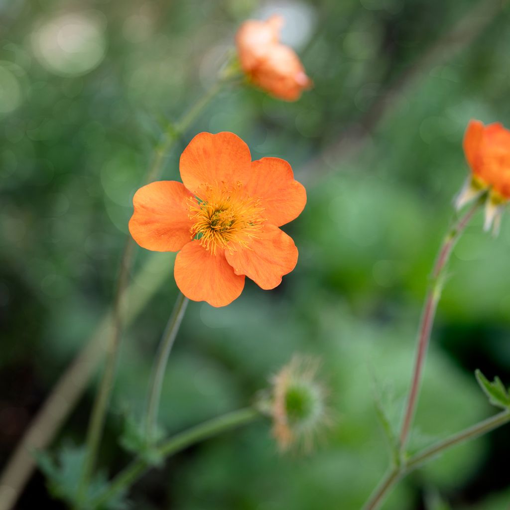 Tarhakellukka Sigiswang