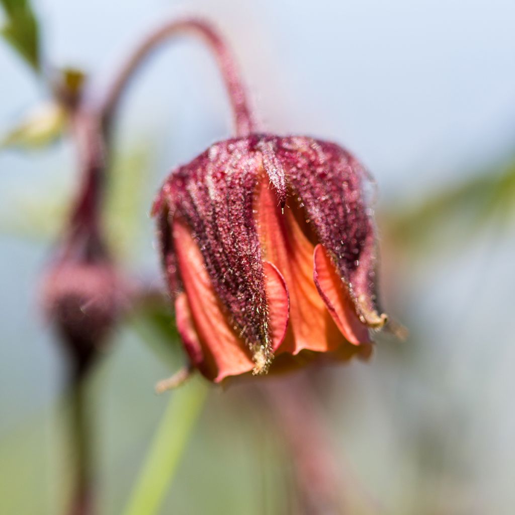 Ojakellukka - Geum rivale