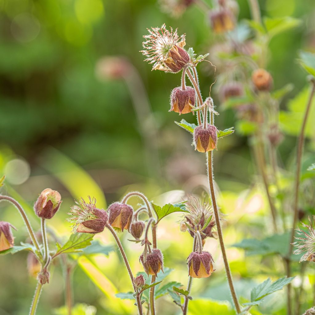 Ojakellukka - Geum rivale