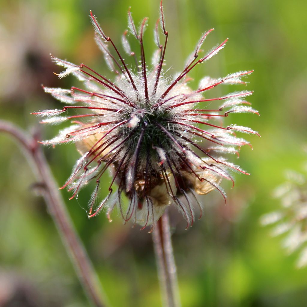 Ojakellukka - Geum rivale