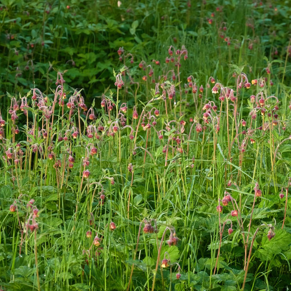 Ojakellukka - Geum rivale