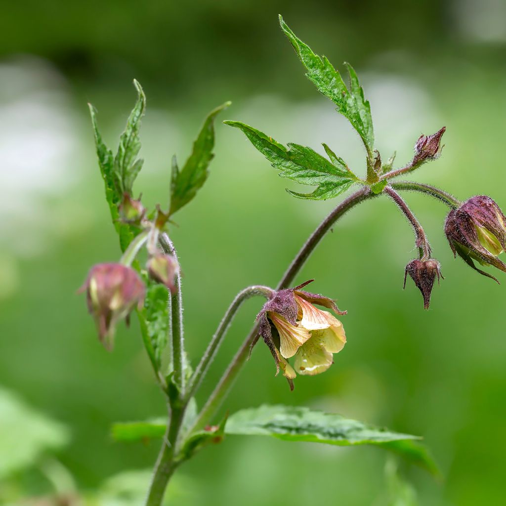 Ojakellukka - Geum rivale