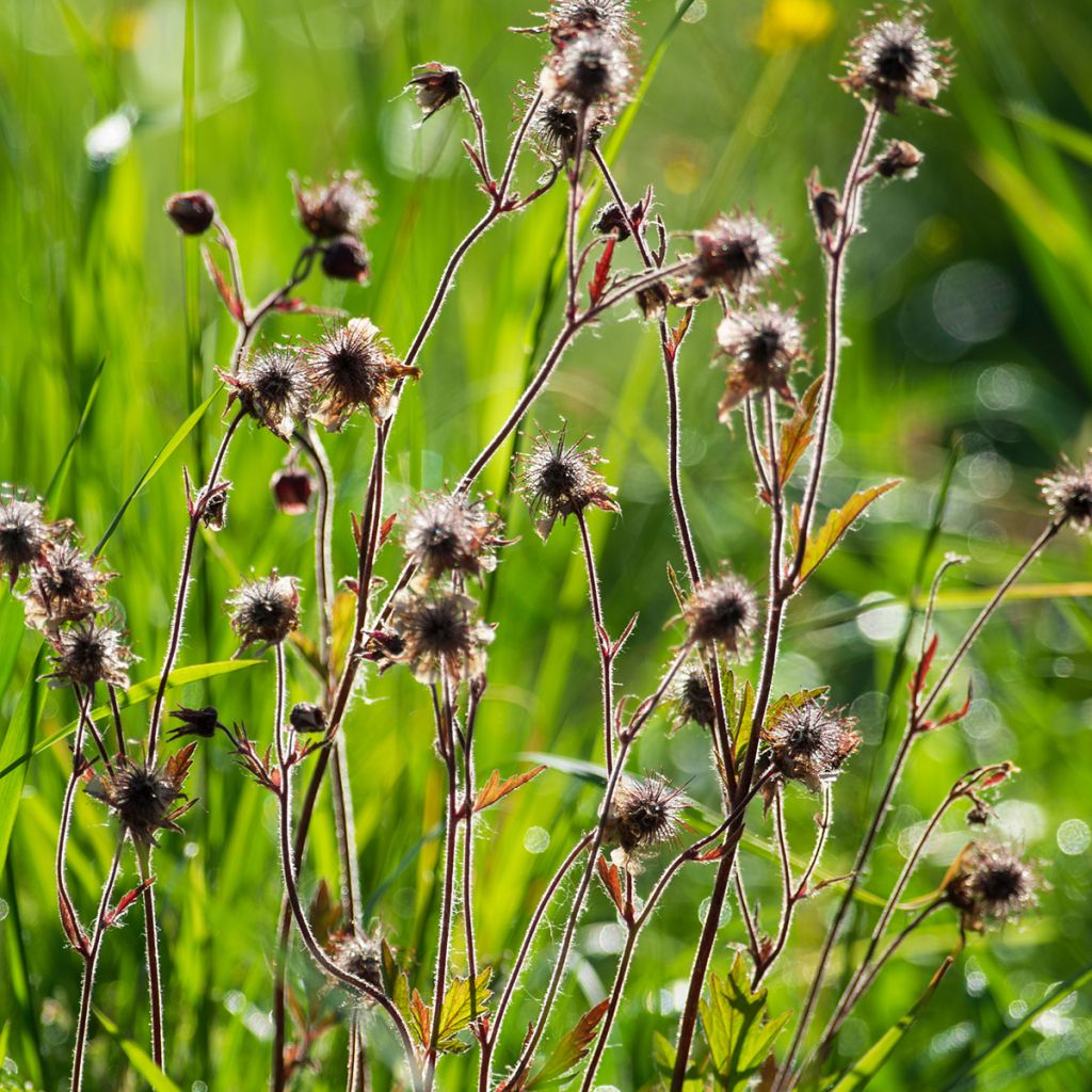 Ojakellukka - Geum rivale