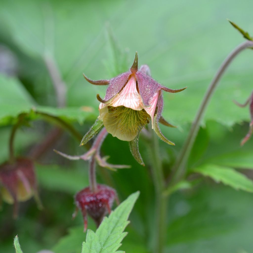 Ojakellukka - Geum rivale