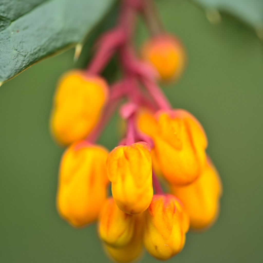 Chilenhappomarja Compacta