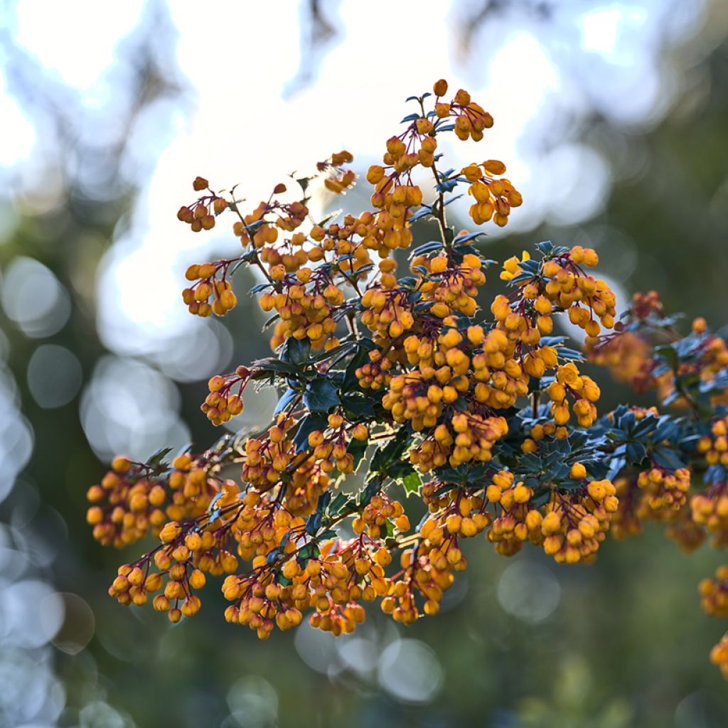 Chilenhappomarja Compacta