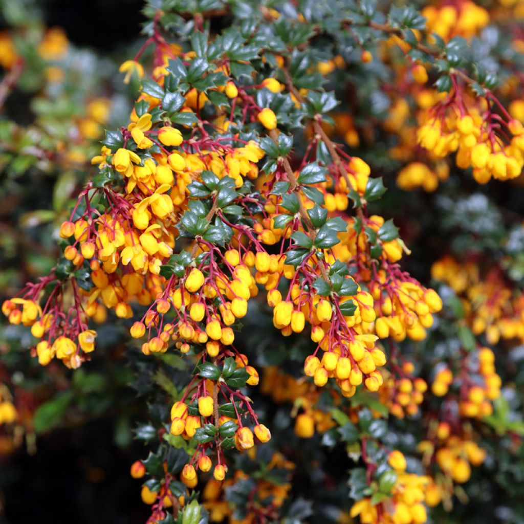 Chilenhappomarja - Berberis darwinii
