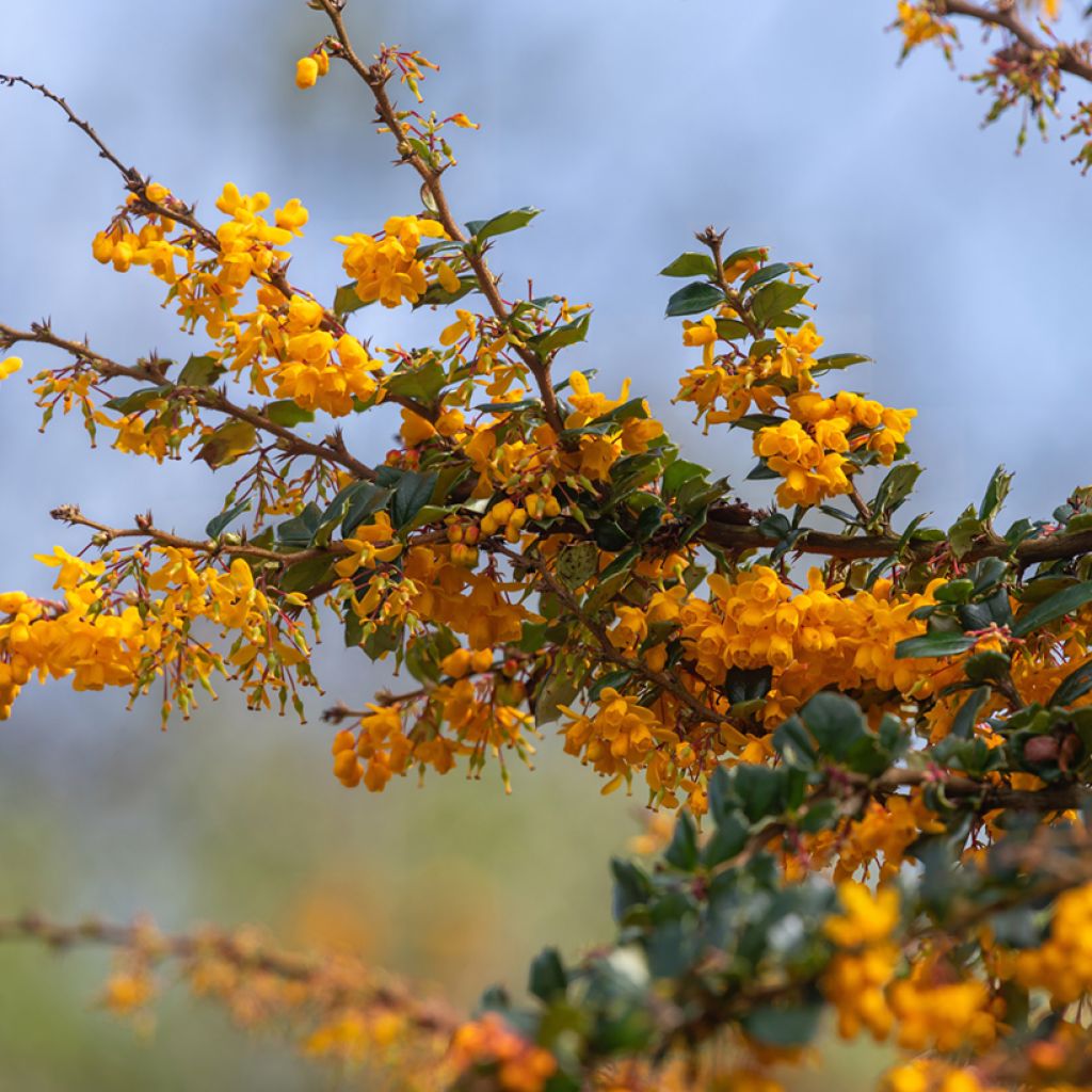 Chilenhappomarja - Berberis darwinii