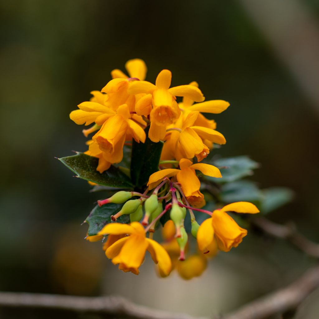 Chilenhappomarja - Berberis darwinii