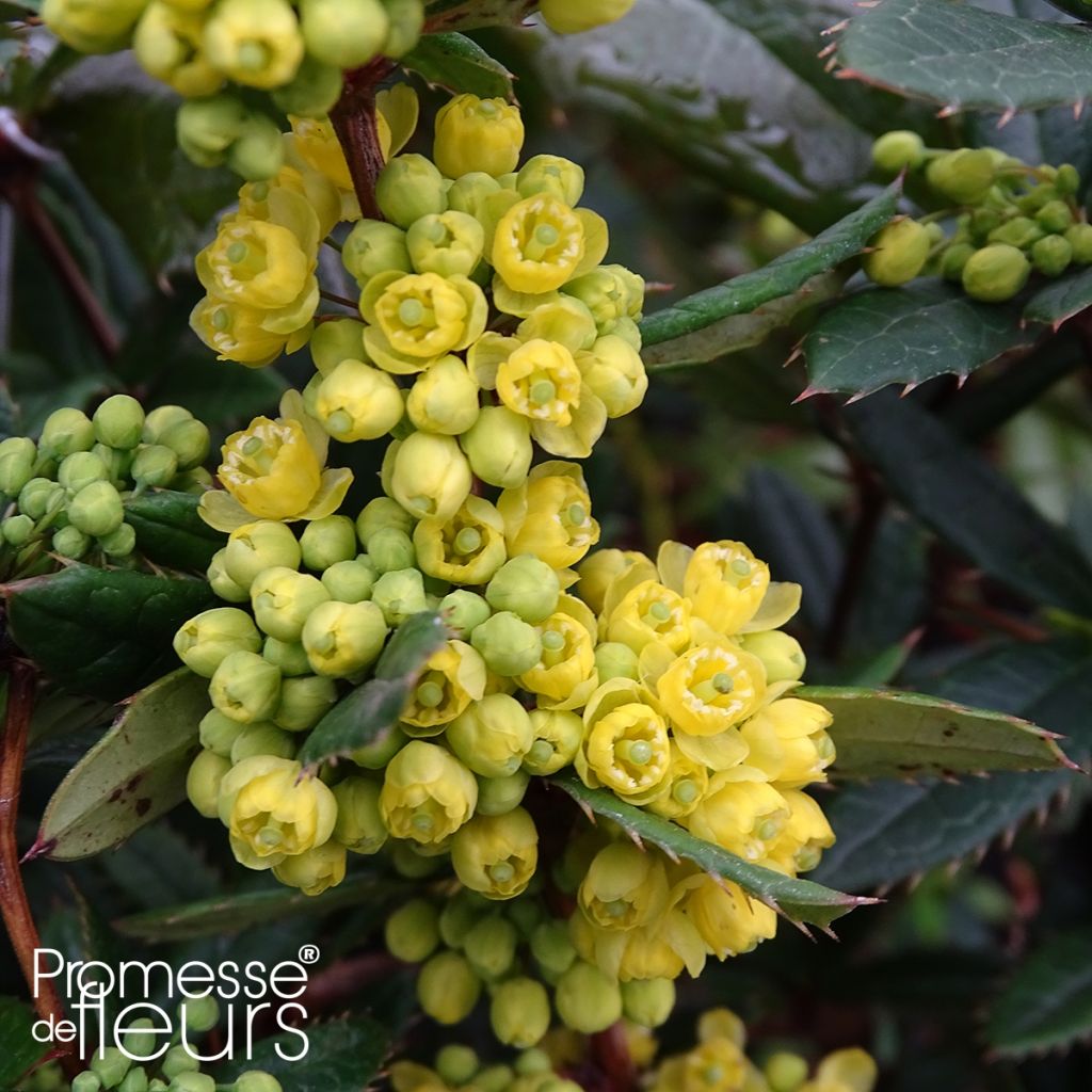 Julianhappomarja - Berberis julianae