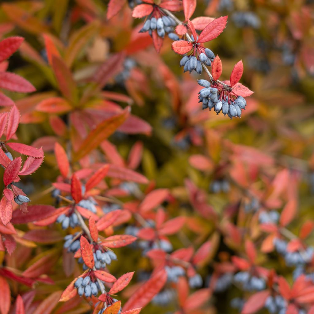 Julianhappomarja - Berberis julianae