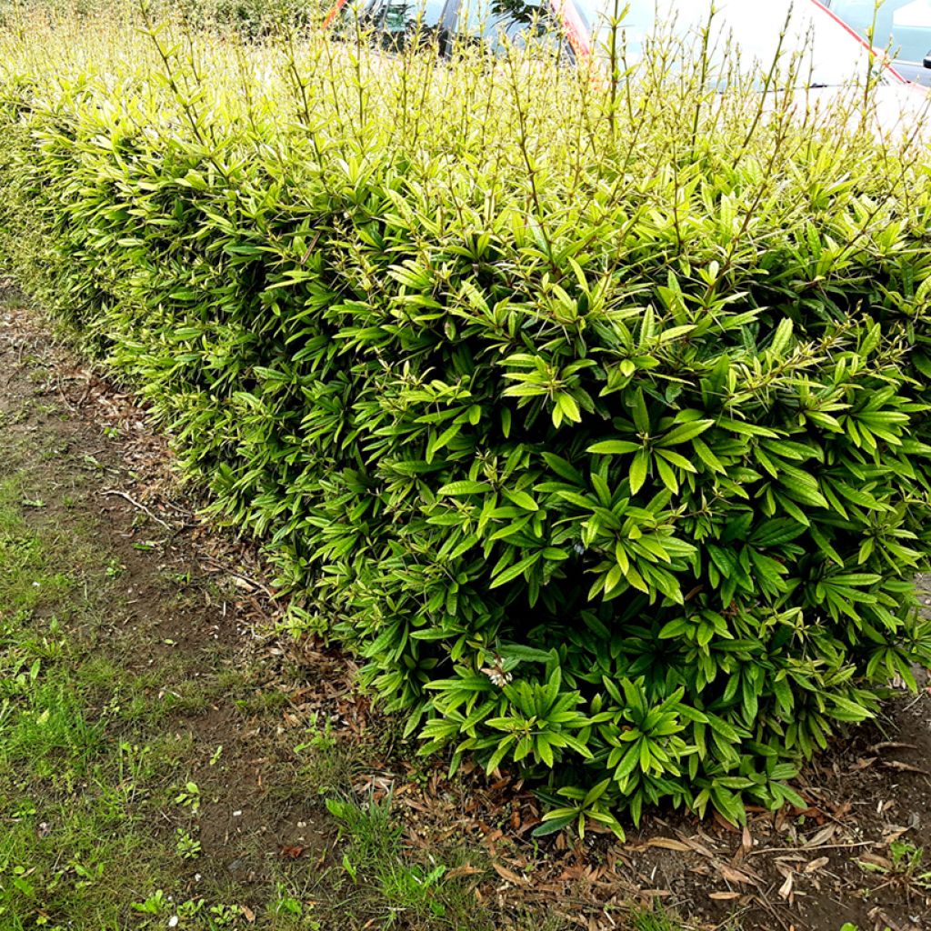 Julianhappomarja - Berberis julianae