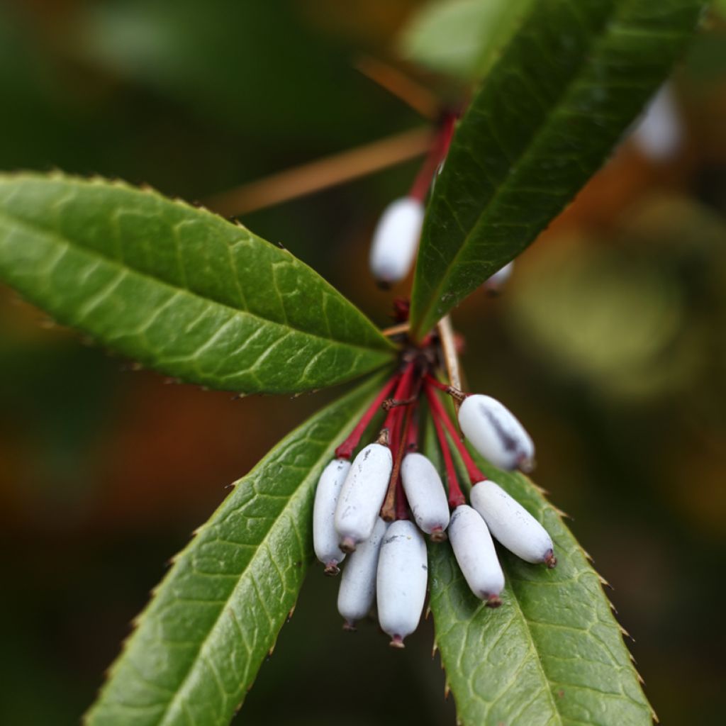 Julianhappomarja - Berberis julianae