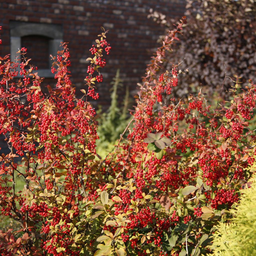 Koreanhappomarja - Berberis koreana
