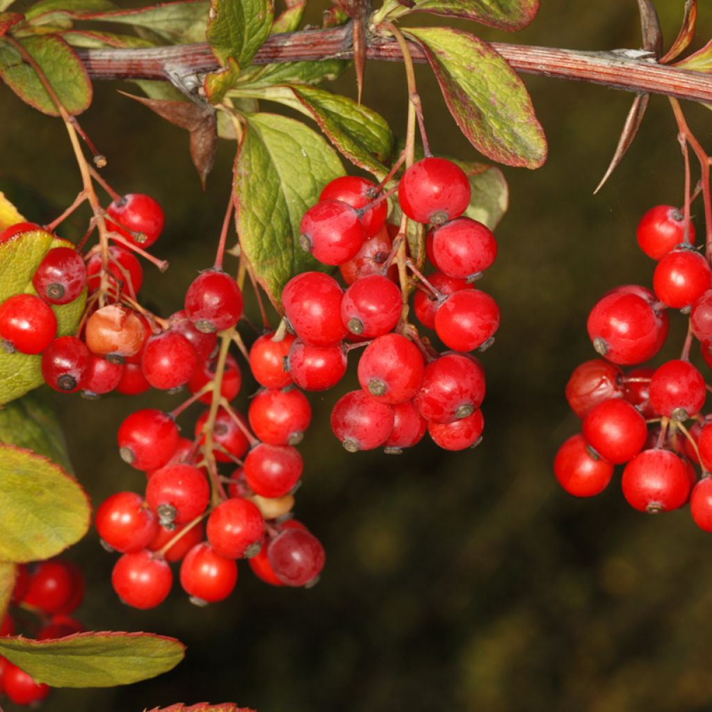 Koreanhappomarja - Berberis koreana