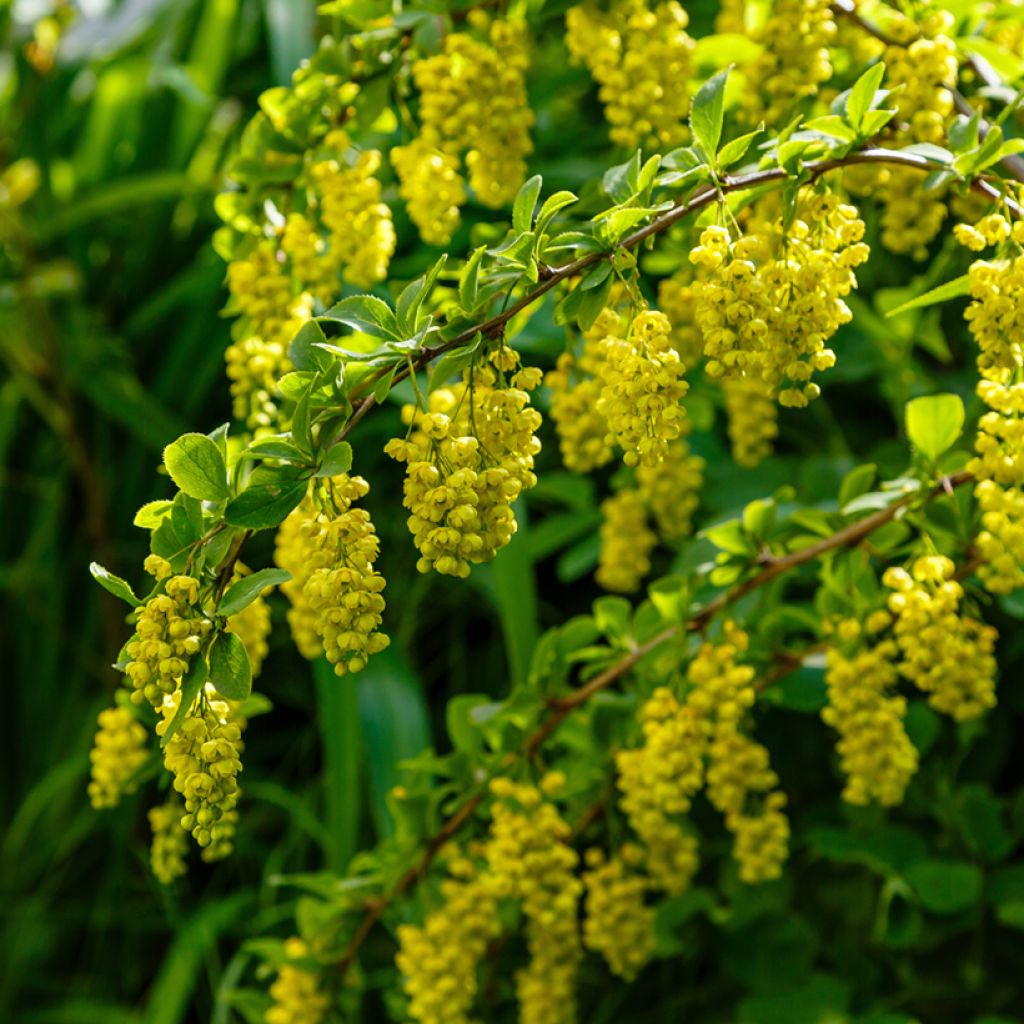 Koreanhappomarja - Berberis koreana