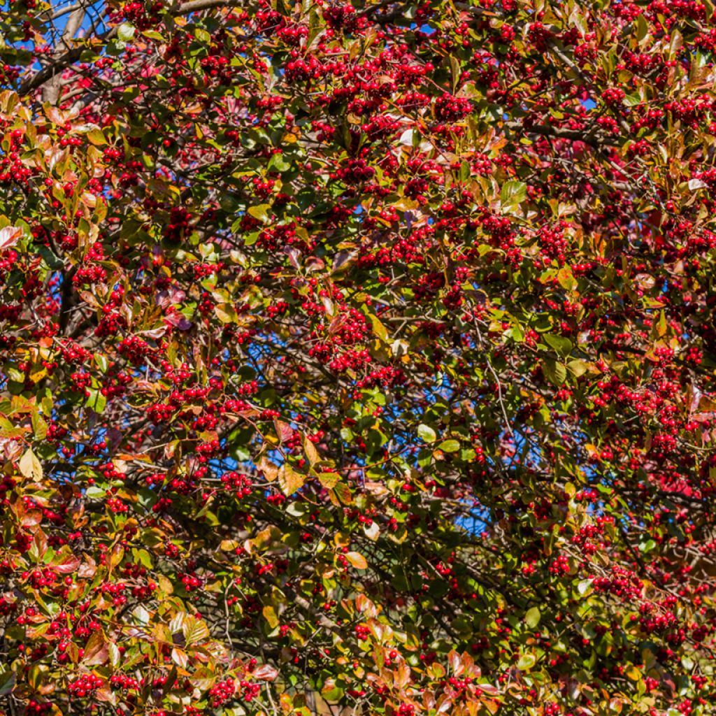 Koreanhappomarja - Berberis koreana