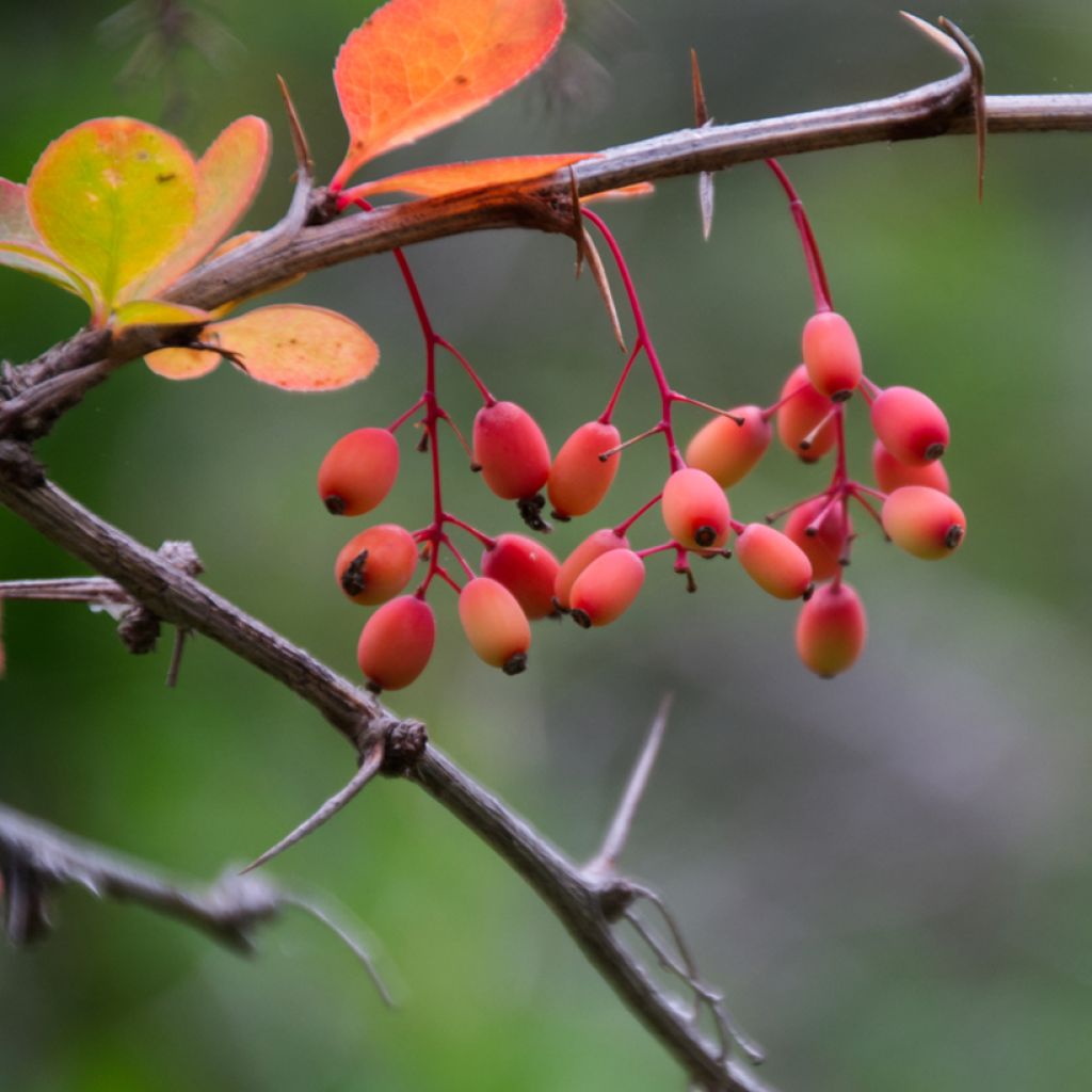 Koreanhappomarja - Berberis koreana