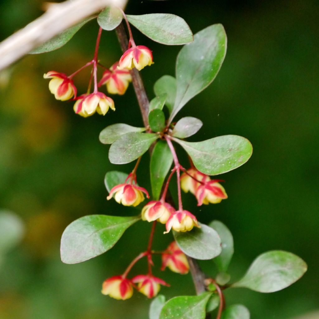 Koreanhappomarja - Berberis koreana