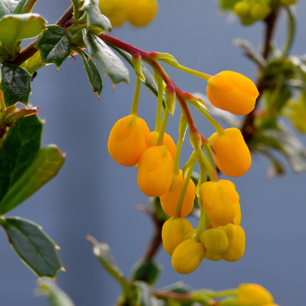 Happomarja Apricot Queen
