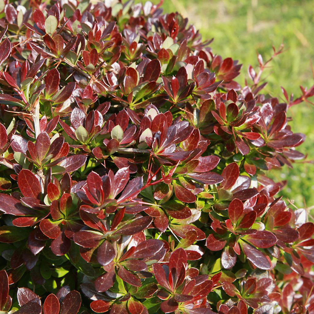 Happomarja Red Jewel