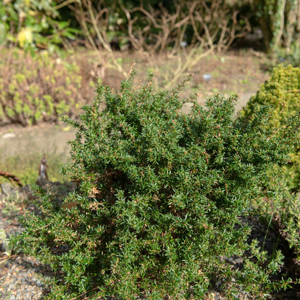 Happomarja Corallina Compacta