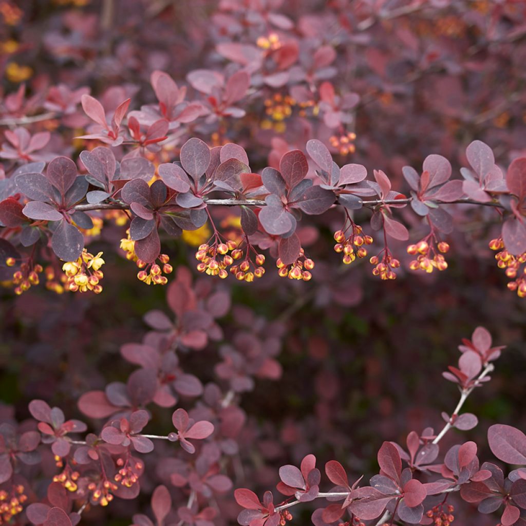 Japaninhappomarja Atropurpurea
