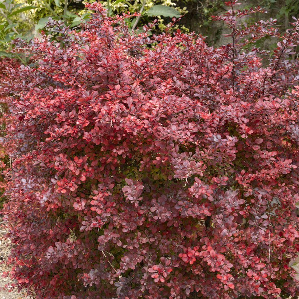 Japaninhappomarja Atropurpurea