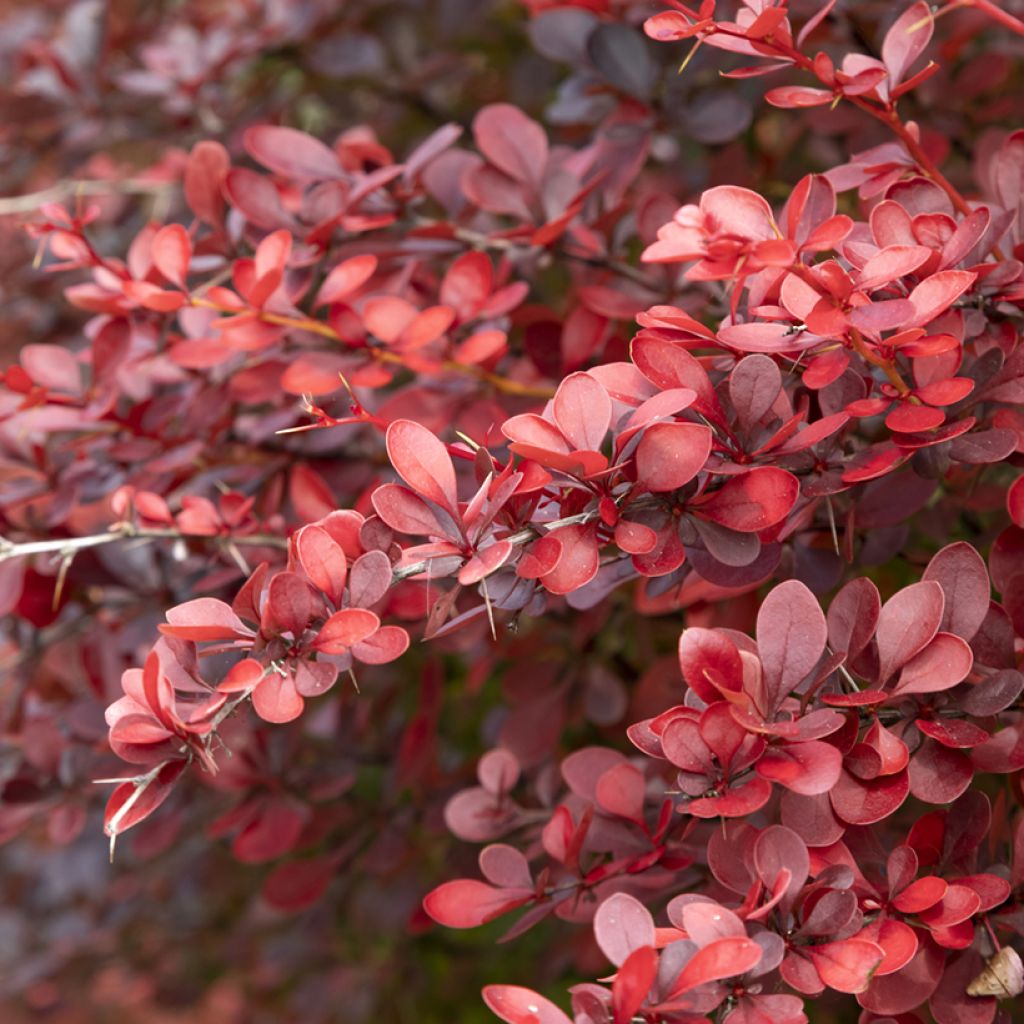 Japaninhappomarja Atropurpurea