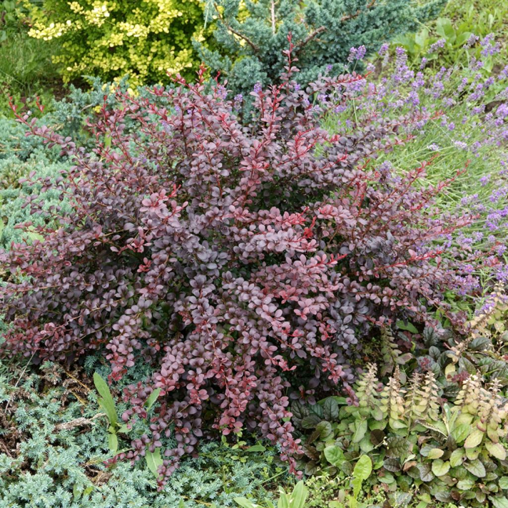 Japaninhappomarja Atropurpurea